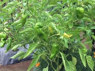 シェア畑 教室 4