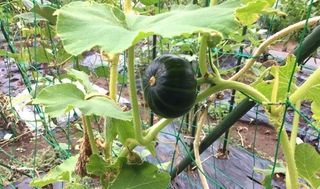 シェア畑 戸塚名瀬8