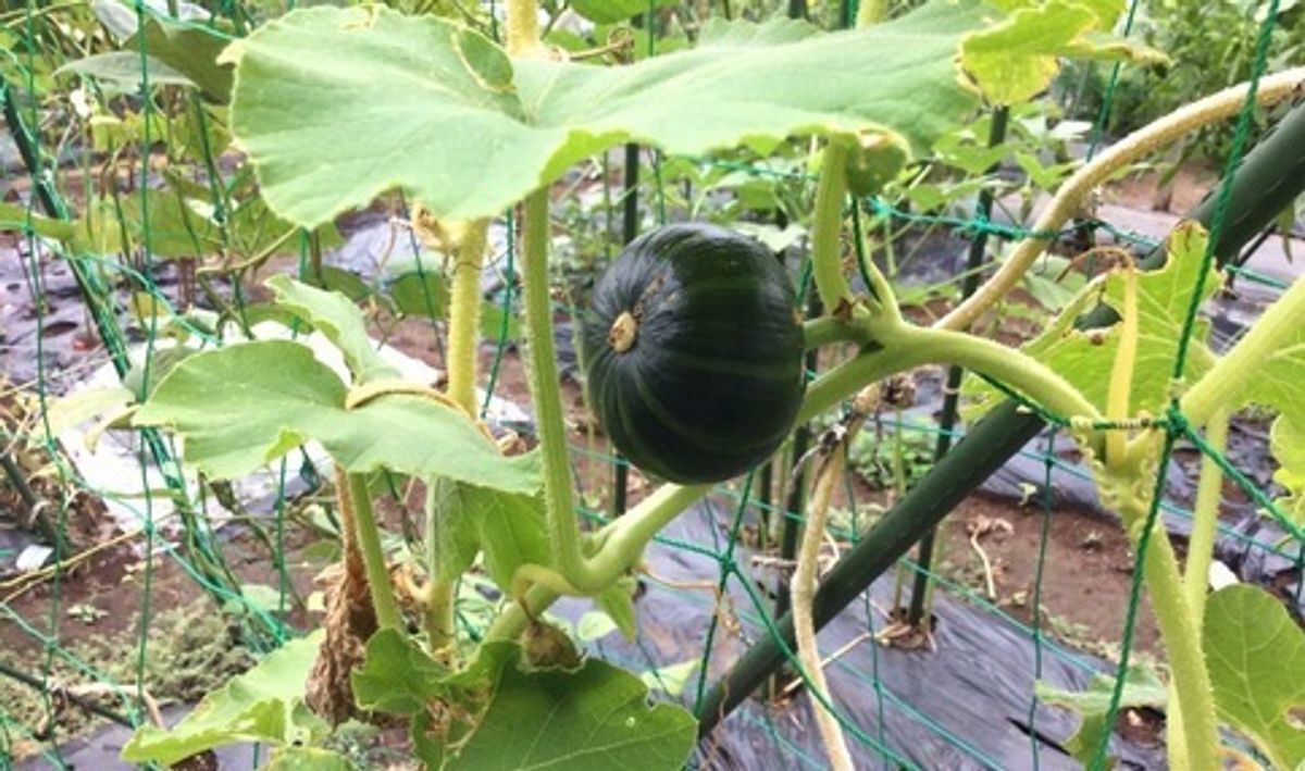 シェア畑 戸塚名瀬8