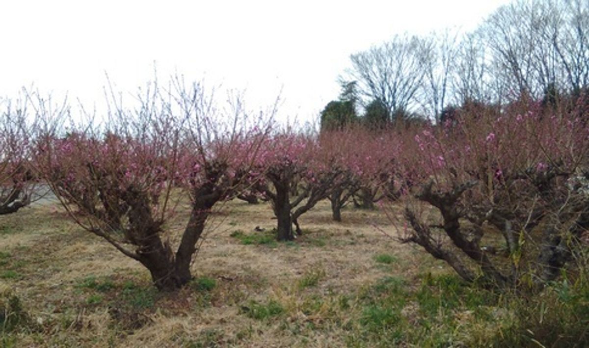 シェア畑 美しが丘5