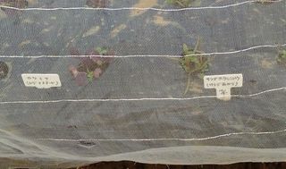 シェア畑 大宮堀の内13