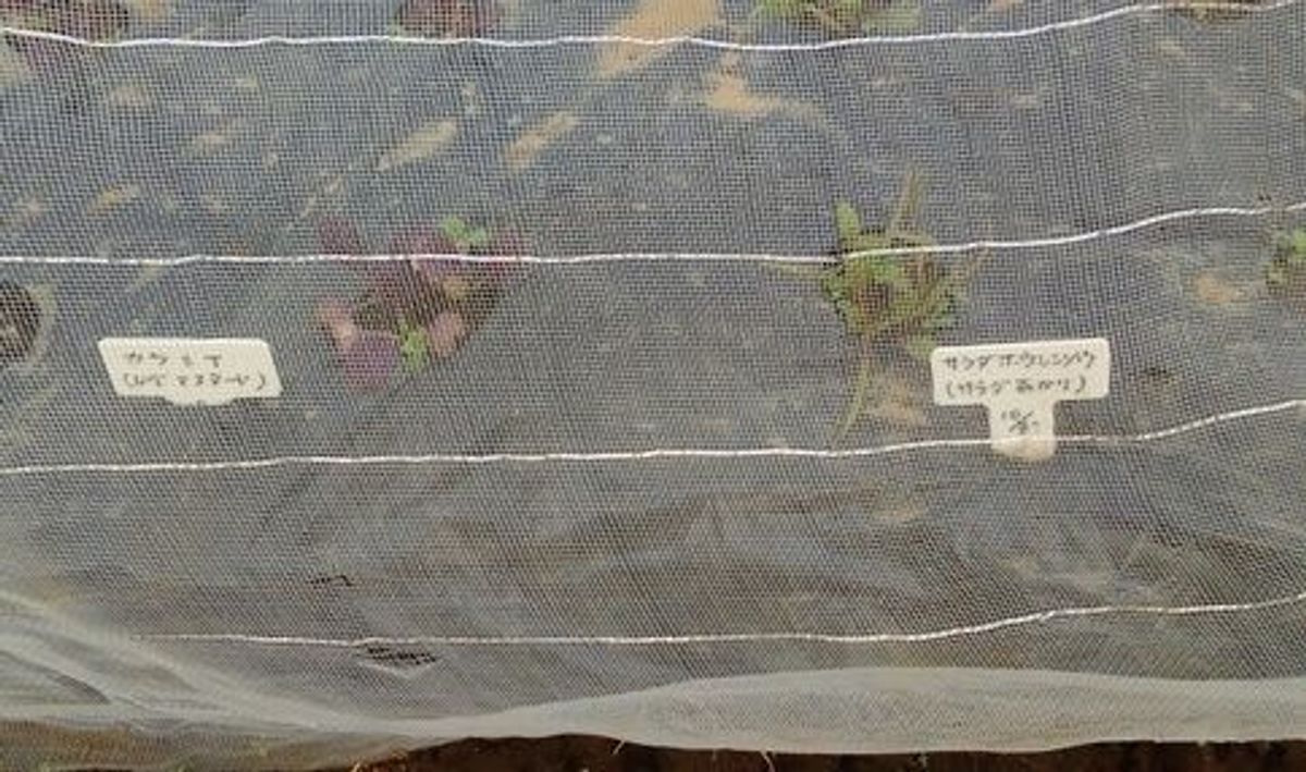 シェア畑 大宮堀の内13