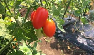 シェア畑 教室 4