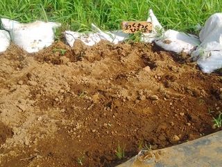 シェア畑 横浜十日市場13