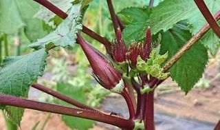 シェア畑 大宮堀の内6