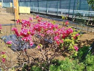 シェア畑 二俣川6