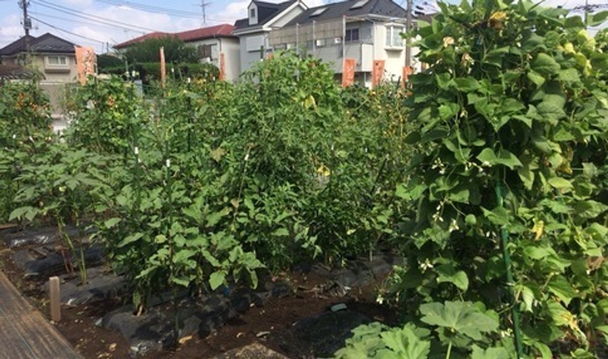 シェア畑 教室 3