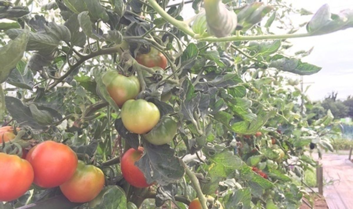 シェア畑 教室 3