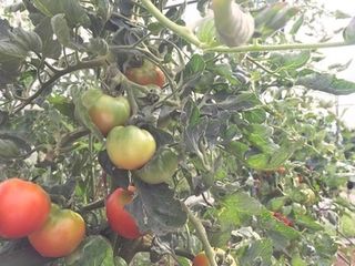 シェア畑 教室 3