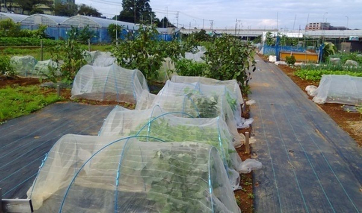 シェア畑 横浜十日市場2