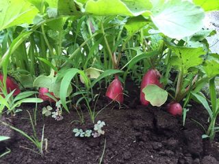 八潮駅サウスファーム10