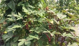 シェア畑 練馬桜台5