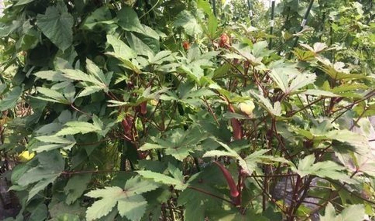 シェア畑 練馬桜台5