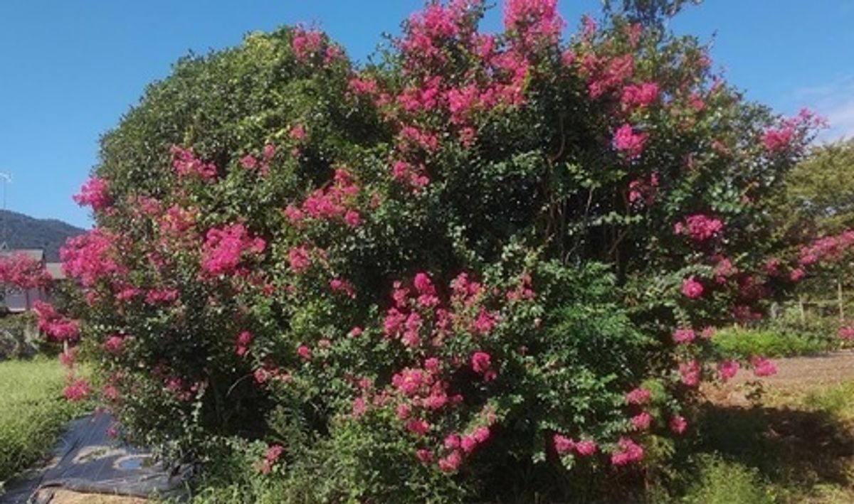 シェア畑 嵯峨嵐山9