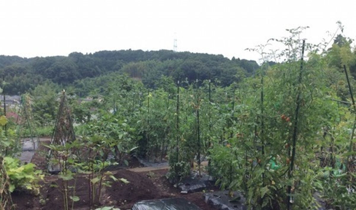 シェア畑 戸塚名瀬4