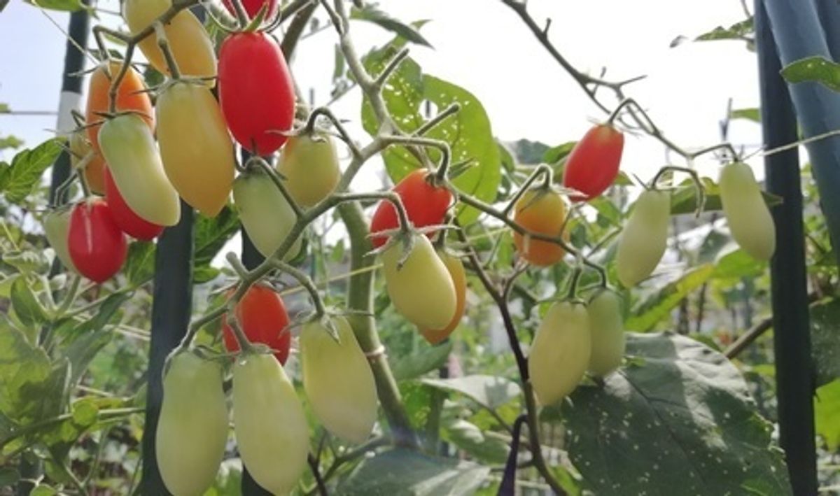 シェア畑 吹田岸部6