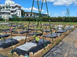 シェア畑 市川本八幡3