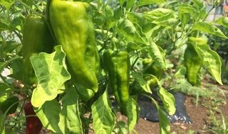 シェア畑 戸塚矢部6