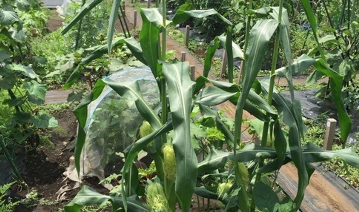 シェア畑 深大寺6