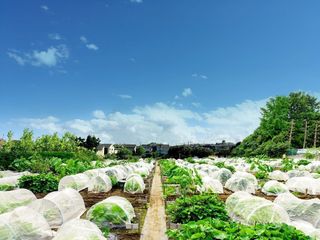 シェア畑 体験農園八潮駅サウスファーム 教室画像11