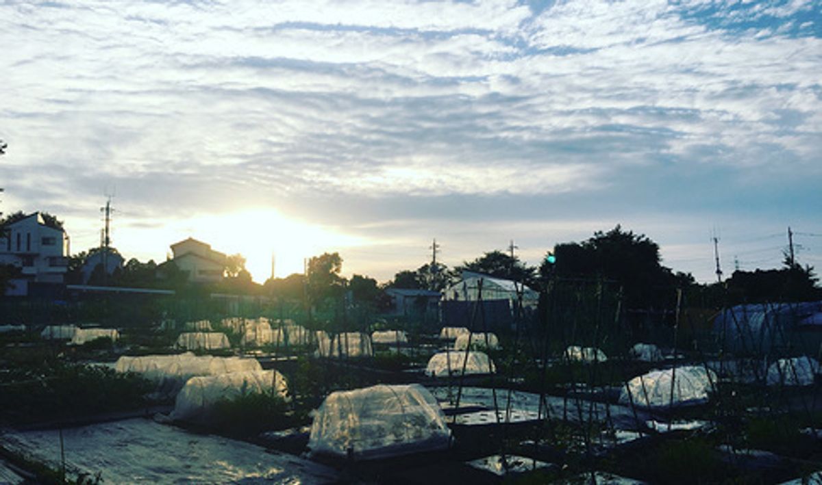 シェア畑 麻生7