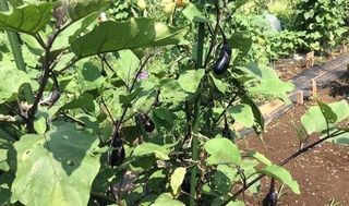 シェア畑 練馬桜台6