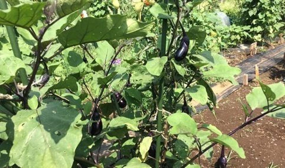 シェア畑 練馬桜台6