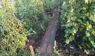 シェア畑 深大寺8