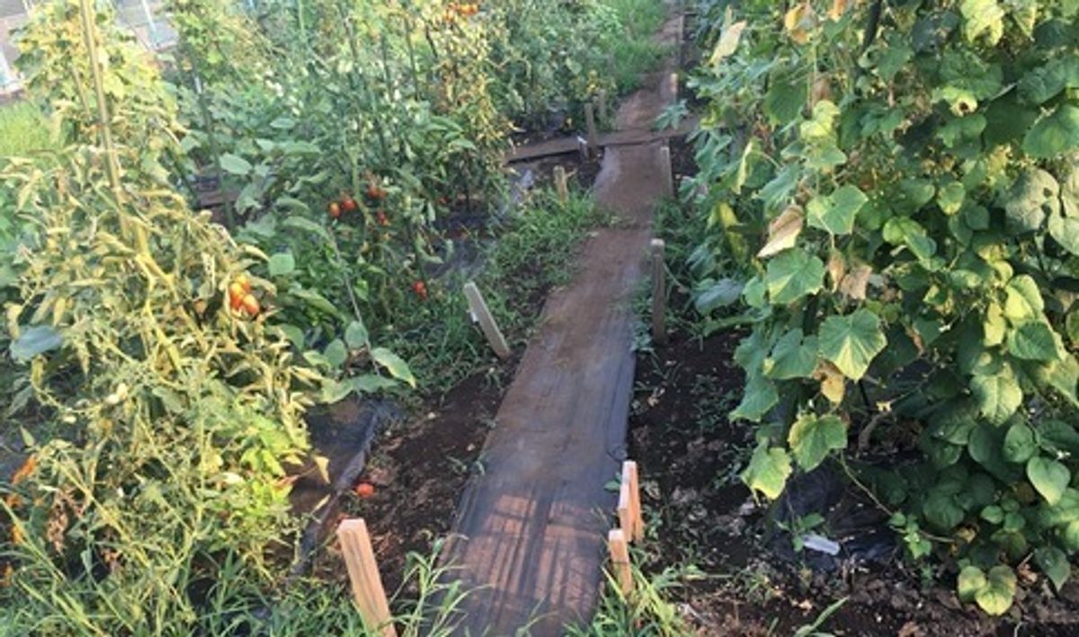 シェア畑 深大寺8