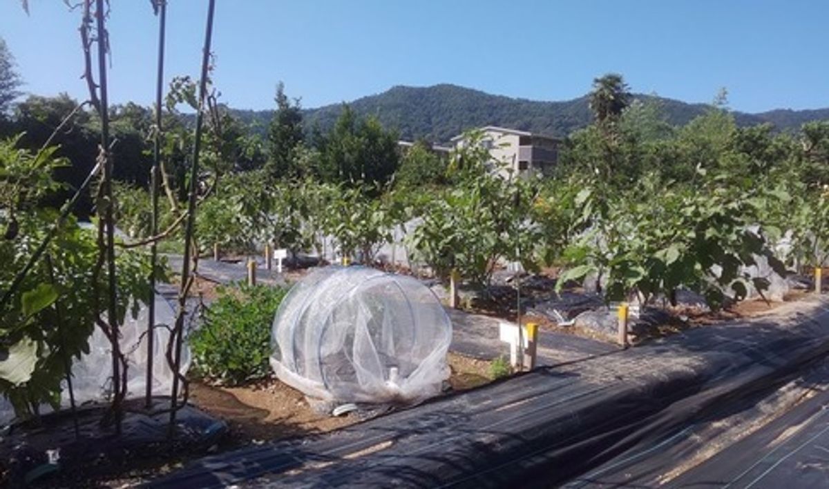 シェア畑 嵯峨嵐山2