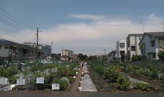 シェア畑シェア畑 仙川 伊藤農園 教室画像1