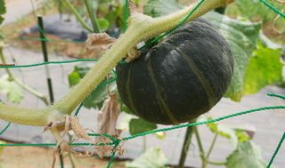 八潮駅サウスファーム9