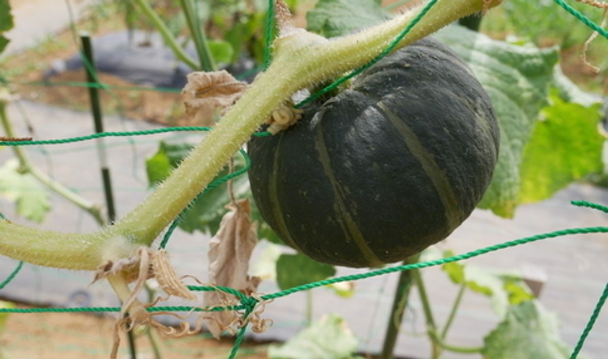 八潮駅サウスファーム9