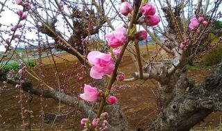 シェア畑 美しが丘4