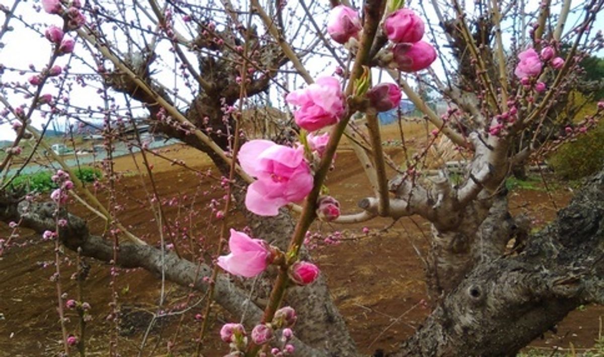 シェア畑 美しが丘4