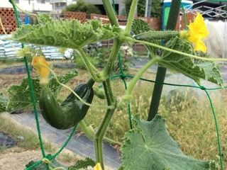 シェア畑 八尾久宝寺6