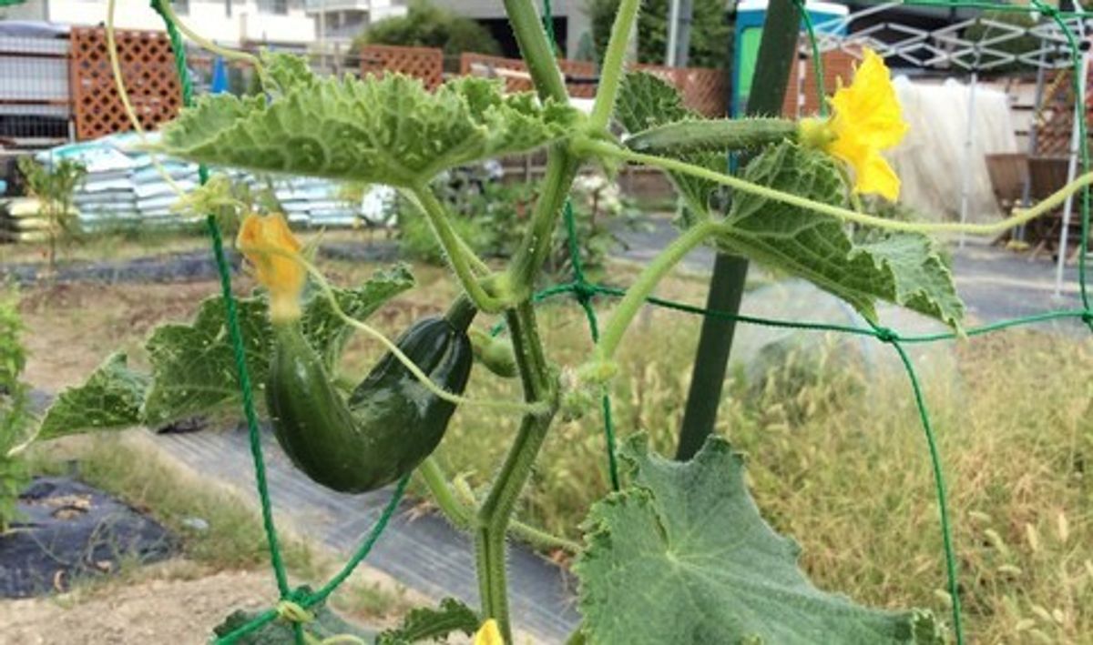 シェア畑 八尾久宝寺6