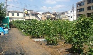 シェア畑 世田谷駅前4