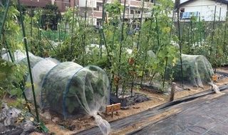 シェア畑 教室 3