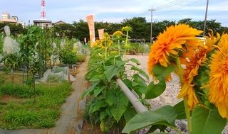 シェア畑 さいたま与野6