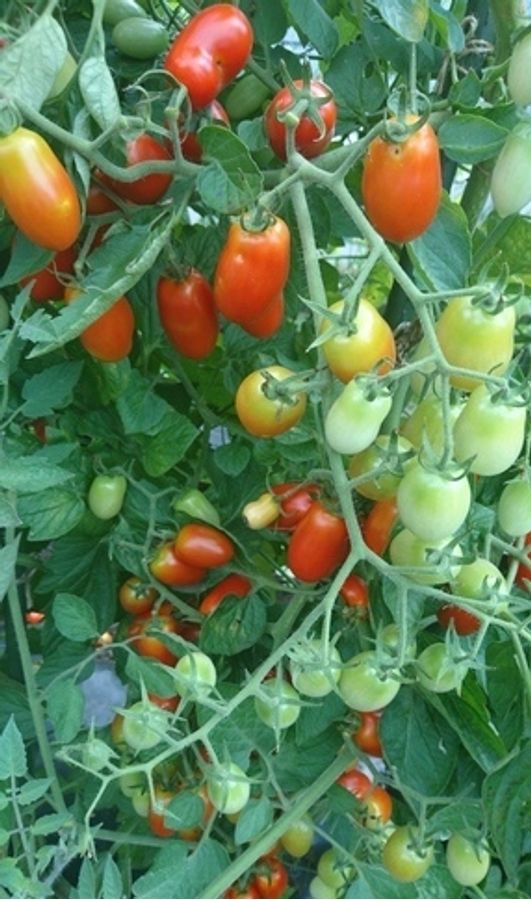 シェア畑 二俣川3