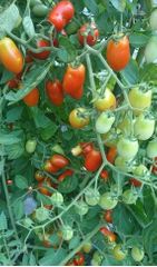 シェア畑 教室 2