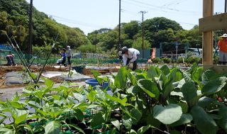 シェア畑シェア畑 横浜鶴見 教室画像1