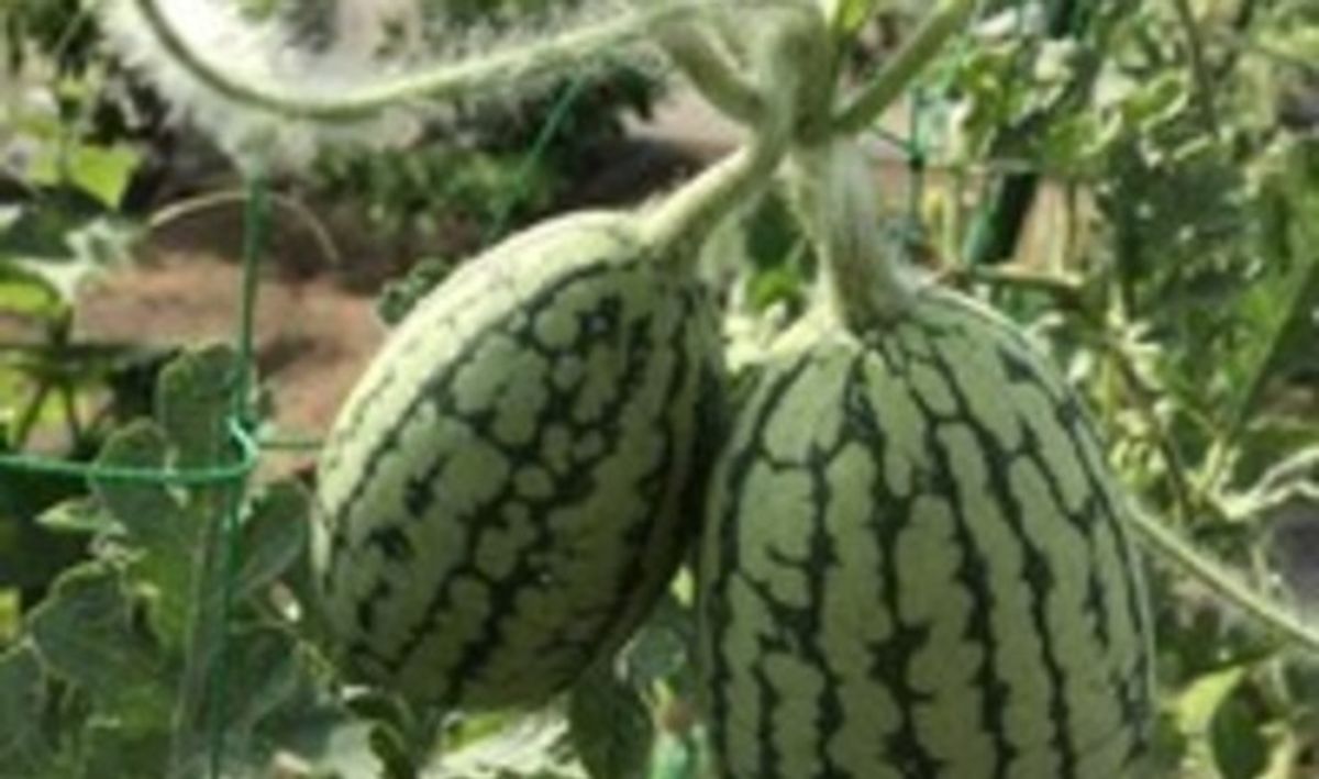 シェア畑 千葉検見川10