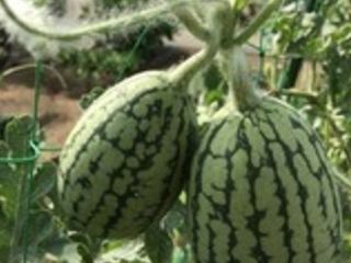 シェア畑 千葉検見川10