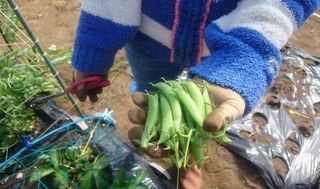 シェア畑 大宮堀の内9