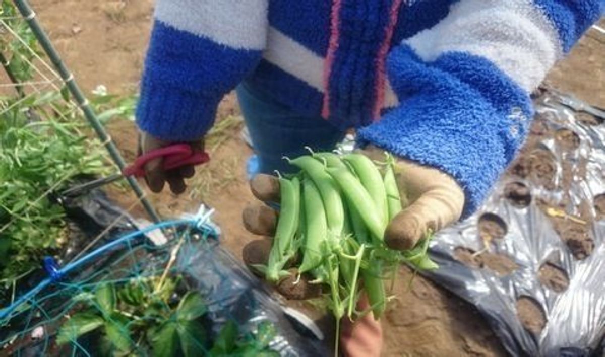 シェア畑 大宮堀の内9