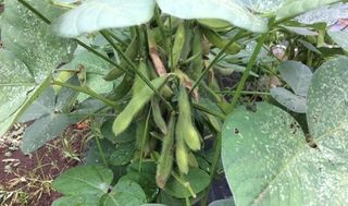 シェア畑 横浜鶴見6