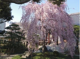 篠山朝子ヴァイオリン教室篠山朝子ヴァイオリン教室 教室画像1