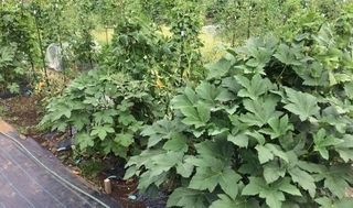 シェア畑 練馬桜台3